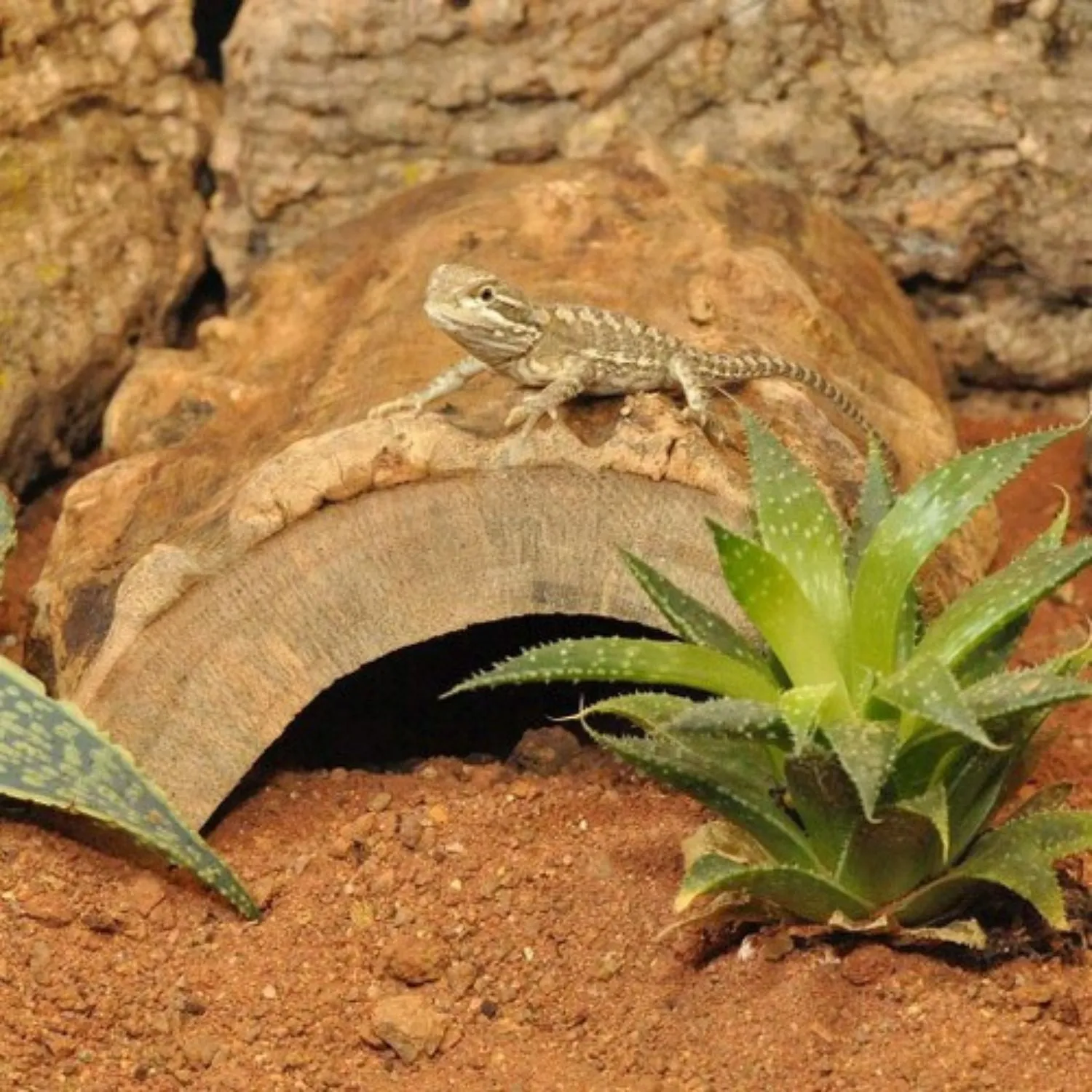 HabiStat Natural Log Hideout