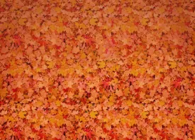 October Road Floor-rf