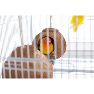Prevue Double Coconut w/Ladder
