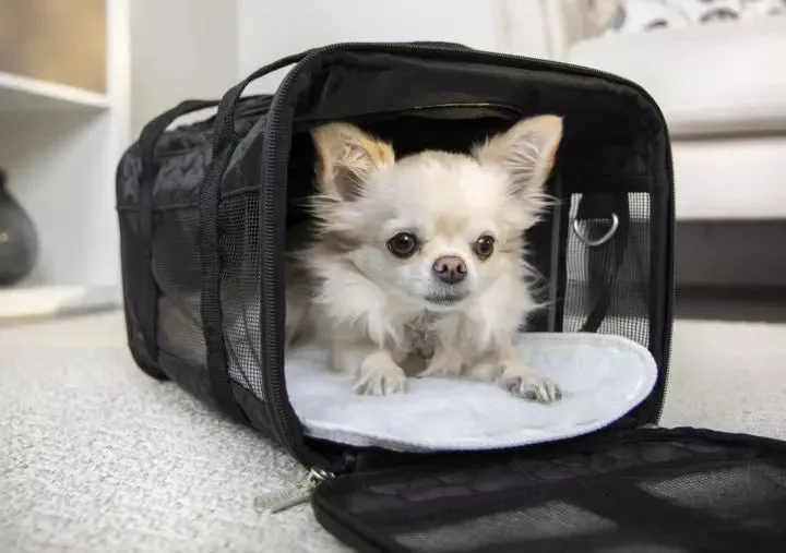 Sherpa - The Original Deluxe Pet Carrier - Black