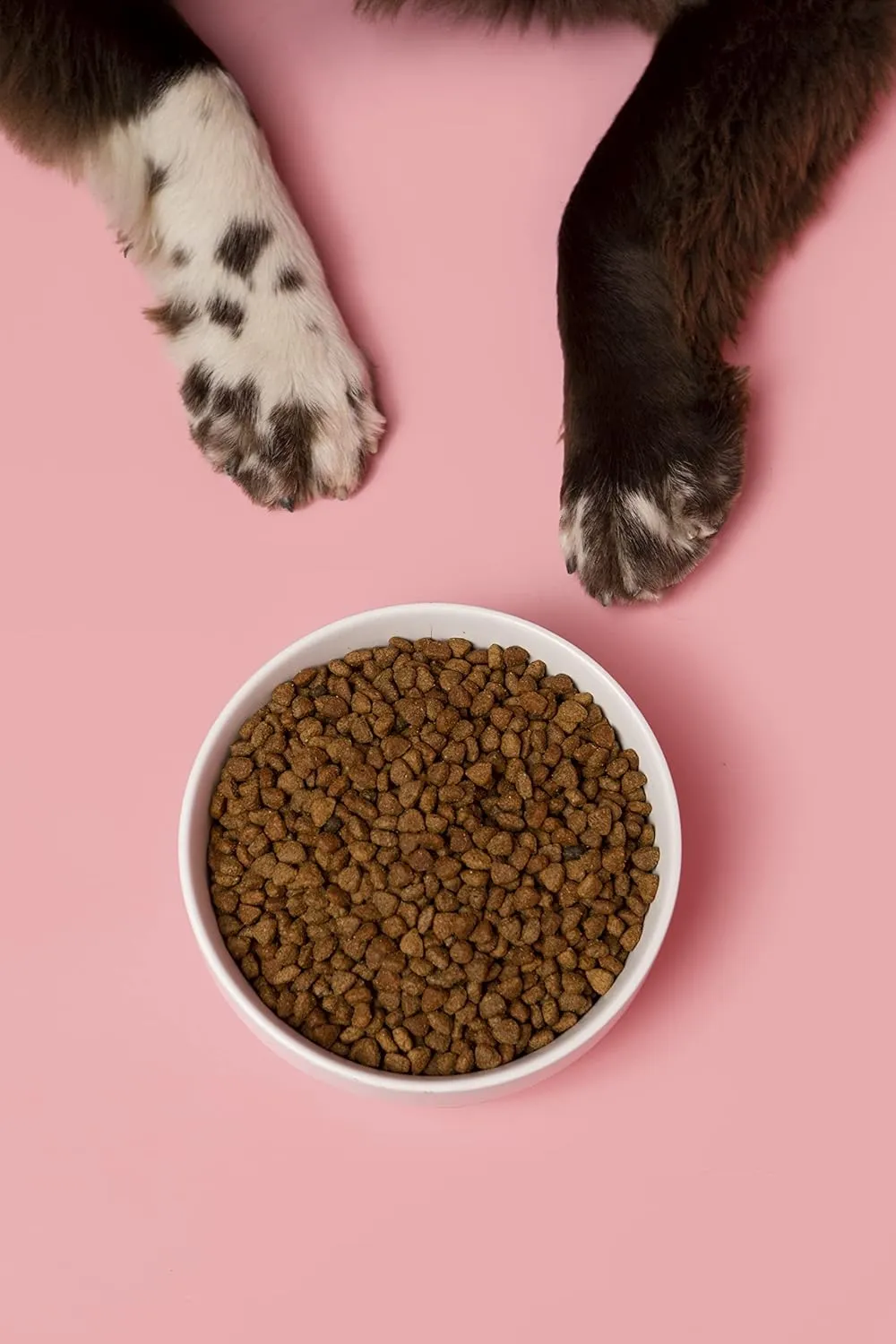 Waggo Ceramic Cling Dog Bowl with Rubber Bottom for Small and Large Breeds - Heavyweight Bowl with Anti-Skid Non Slip Rubber Bottom, Dishwasher Safe (Small, White)