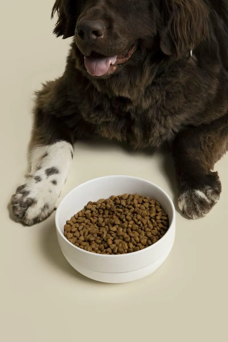 Waggo Ceramic Cling Dog Bowl with Rubber Bottom for Small and Large Breeds - Heavyweight Bowl with Anti-Skid Non Slip Rubber Bottom, Dishwasher Safe (Small, White)