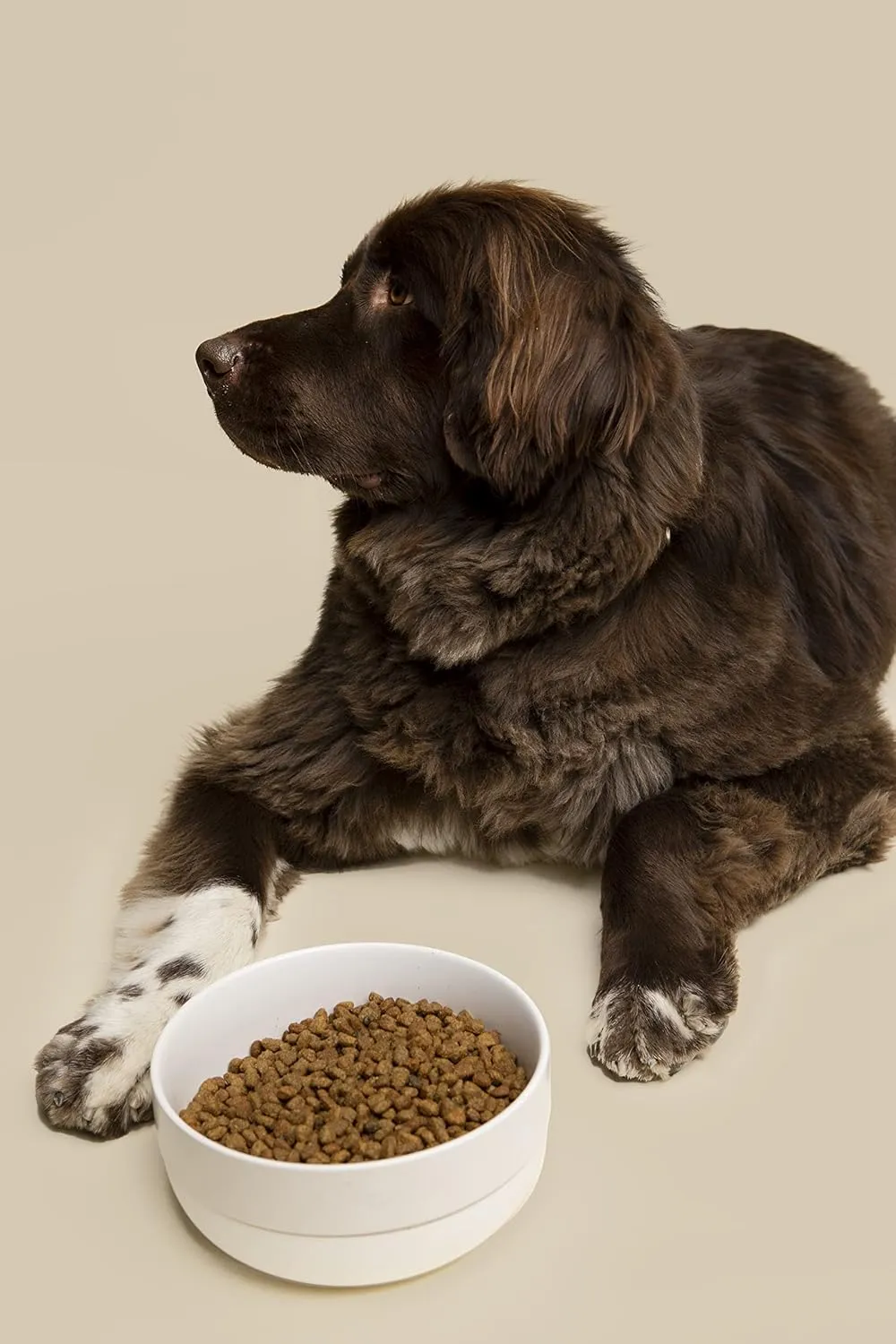 Waggo Ceramic Cling Dog Bowl with Rubber Bottom for Small and Large Breeds - Heavyweight Bowl with Anti-Skid Non Slip Rubber Bottom, Dishwasher Safe (Small, White)