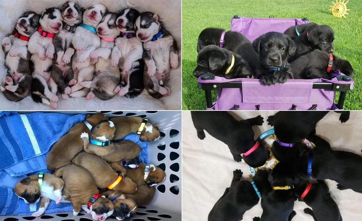 YOY 12 pcs/Set Soft Nylon Puppy Whelping ID Collars - Adjustable Breakaway Litter Collars Baby Dog ID Bands Pet Identification for Breeders with Record Keeping Charts, Neck 7" - 10.2"